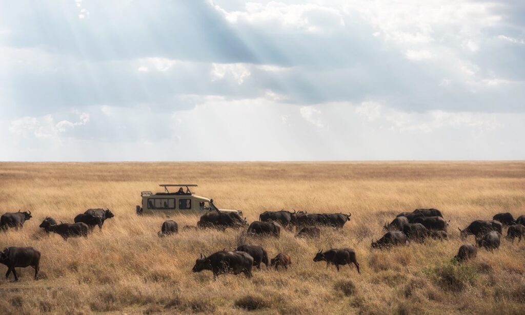 národní park Serengeti