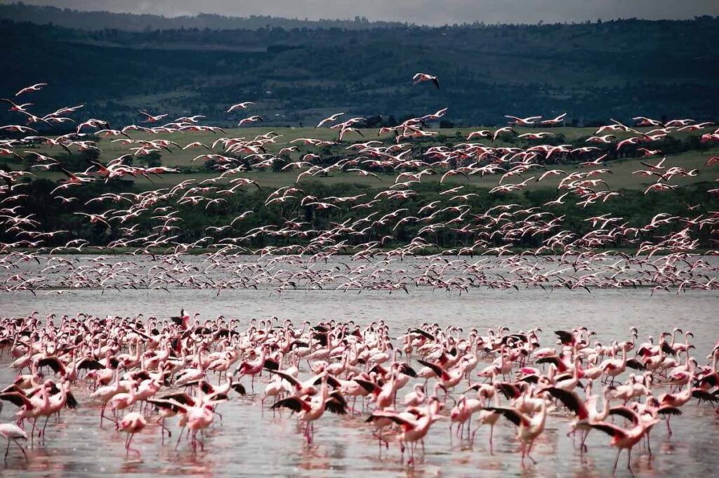 jezero Nakuru