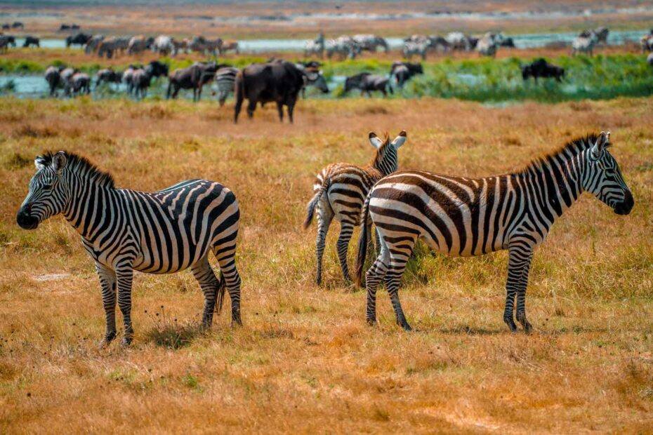 národní park Masai Mara Keňa