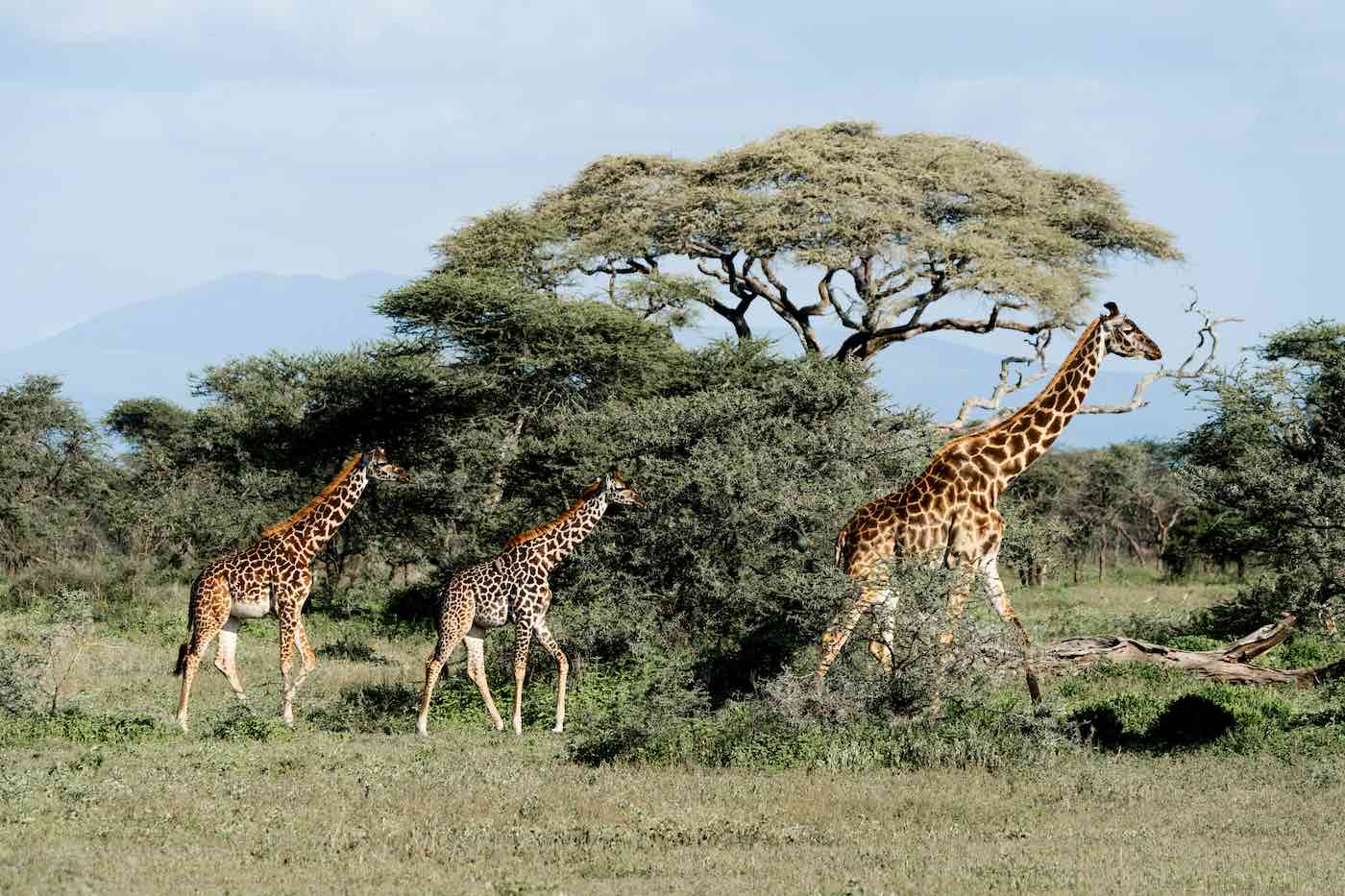 národní park národní rezervace Keňa