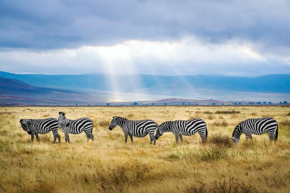 safari v tanzánii
