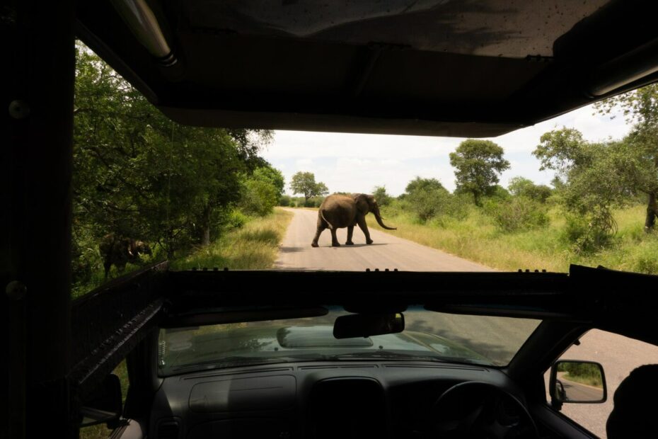 safari v jižní africe