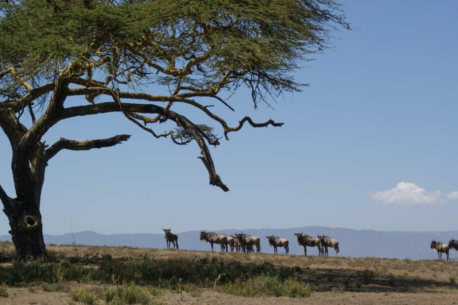 safari v keni