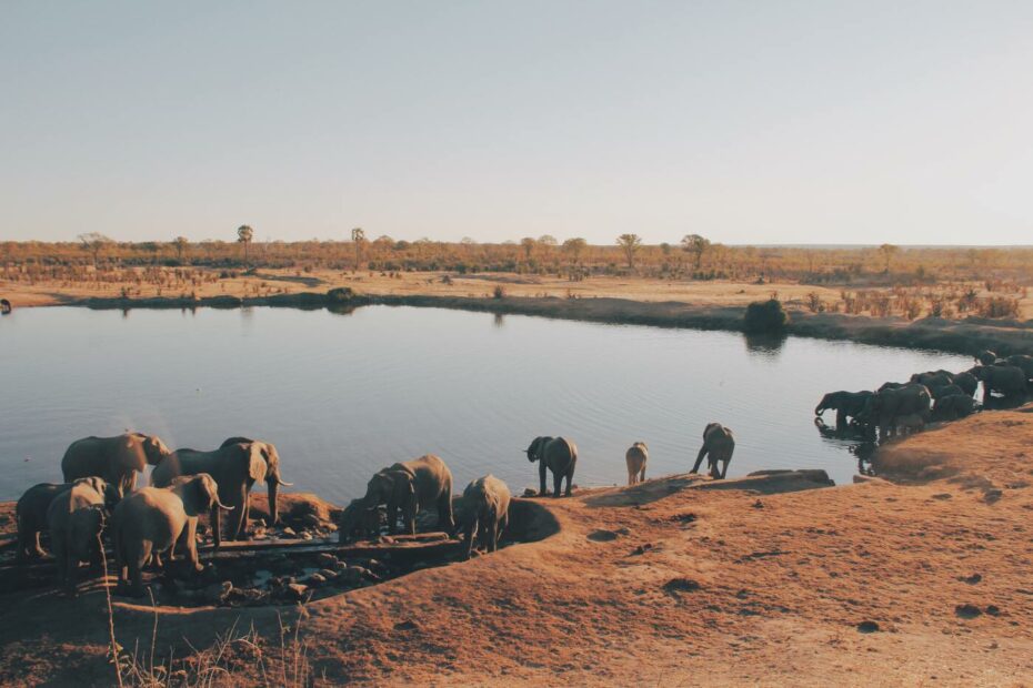 safari v zimbabwe