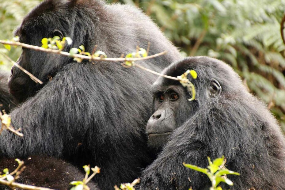 trek za gorilami ve rwandě a ugandě